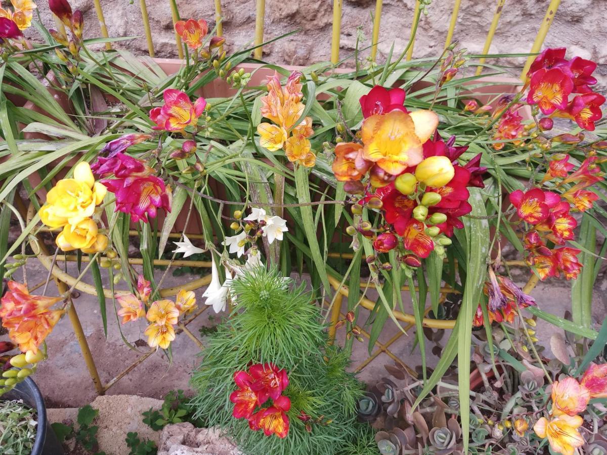 Mystery Garden Guest House Famagusta  Luaran gambar