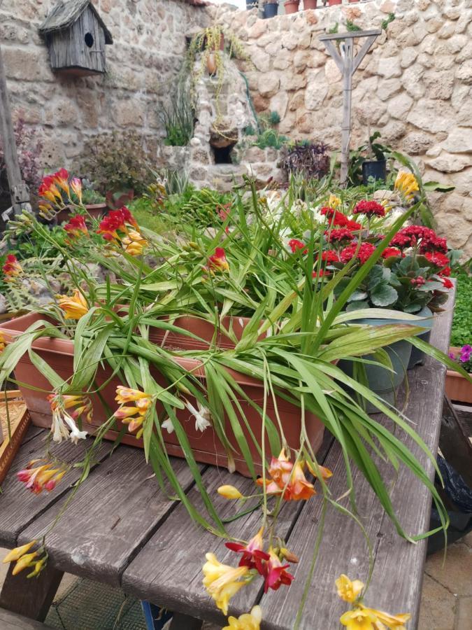 Mystery Garden Guest House Famagusta  Luaran gambar