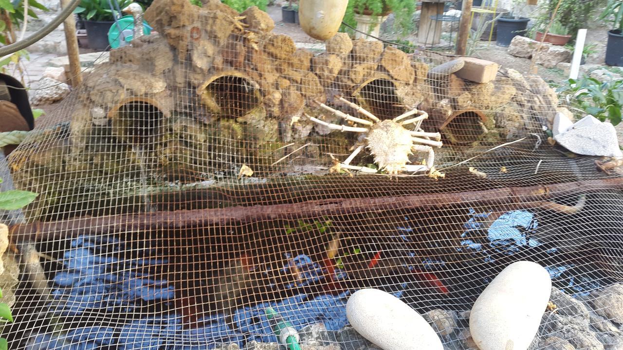 Mystery Garden Guest House Famagusta  Luaran gambar